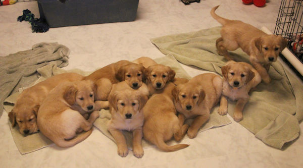 litter at 7 weeks