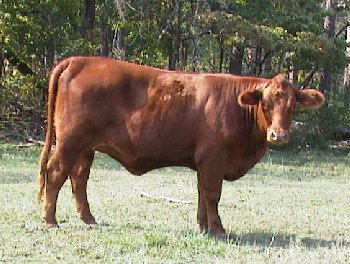 Red cow