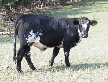 1st Cross Beefmaster