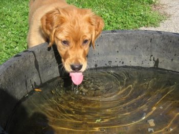 puppy drinking