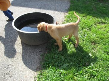 Trooper & water dish