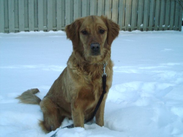 Abby in the snow, 8 months