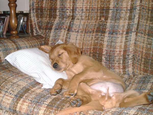 Abby sleeping on sofa