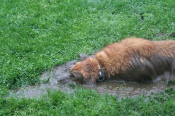 Barley wallowing in mud