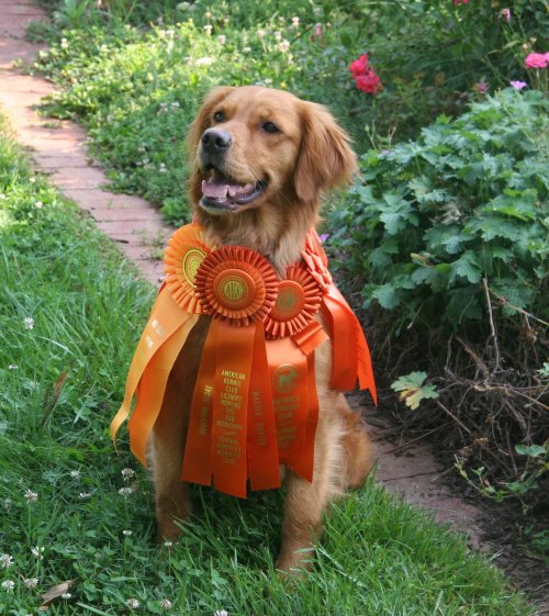 Callie with her Master Hunter ribbons