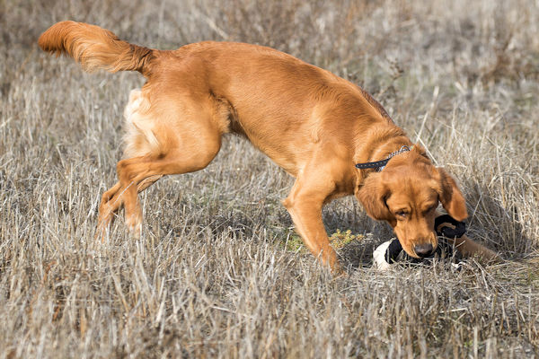 Chi training with toy