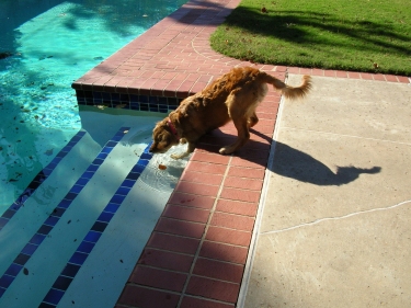 Lis by the pool