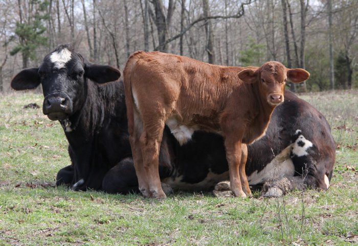 PB bull, 6 weeks