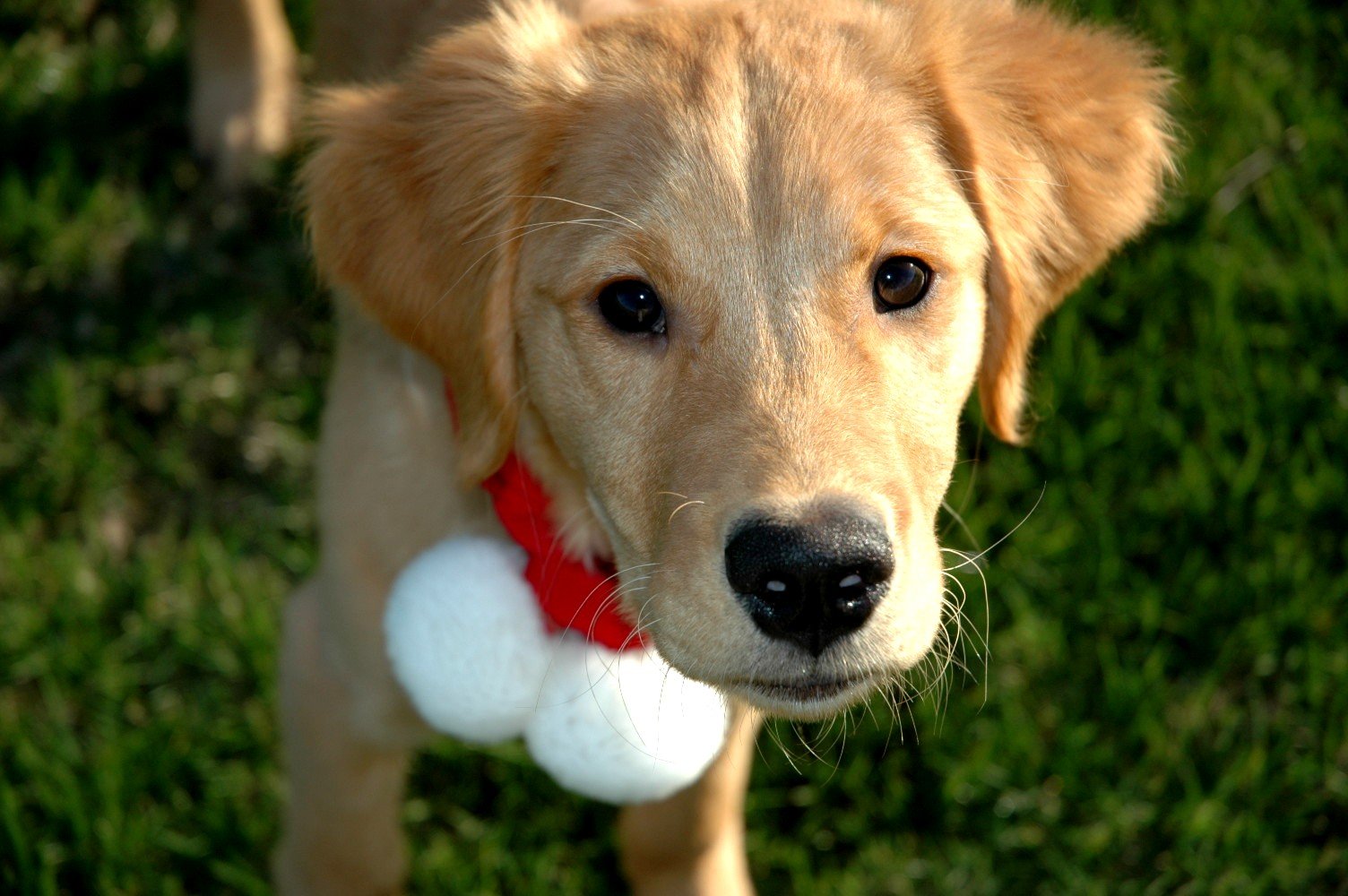 Puppy in Xmas finery