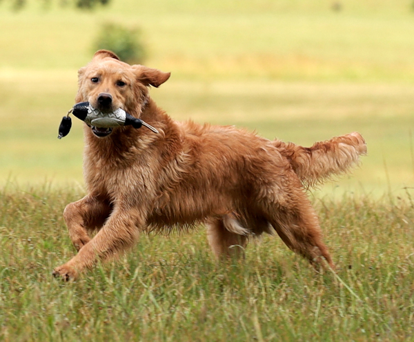 Mint running