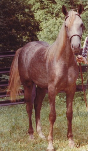 Nova as a yearling