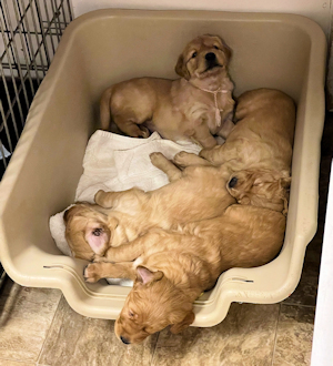 litter at 4 weeks