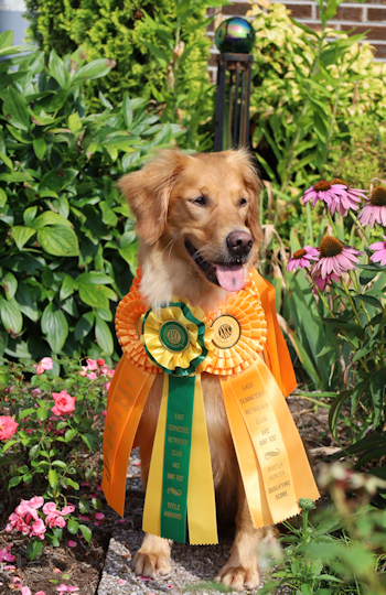 Py with MH ribbons