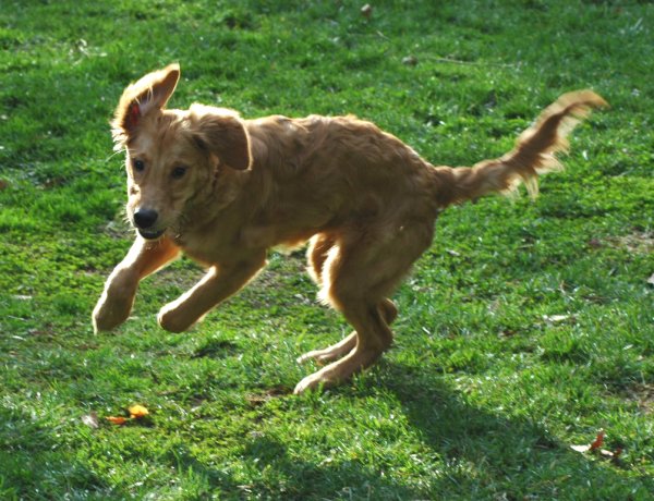 Puppy bounding