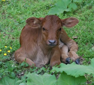 heifer