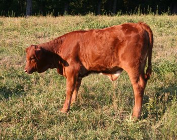 PB heifer, 3 months