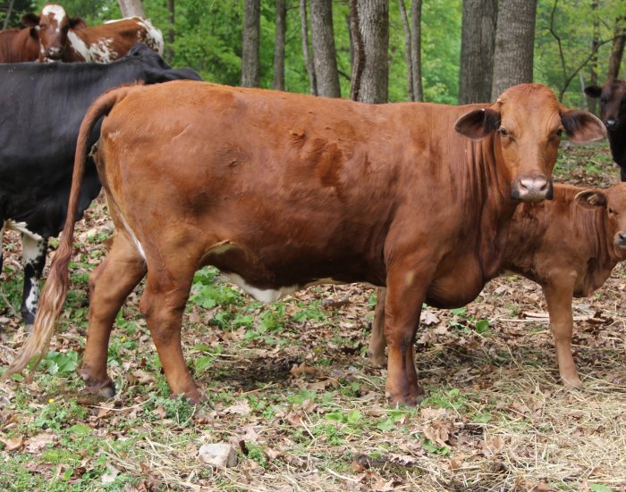 Alexandra, while nursing 2 month old calf