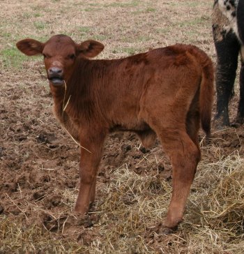 PB heifer, 2 weeks