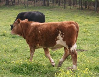 purebred heifer