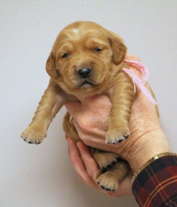 puppy at 2 weeks