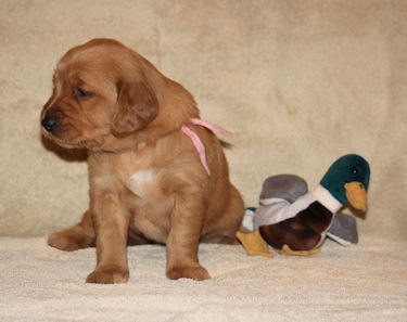 puppy at 4 weeks