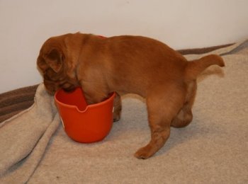 Apple puppy playing with a cup