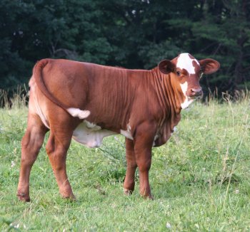 PB heifer, nearly 3 months