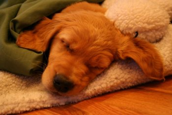 sleeping puppy