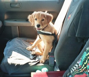 Athena in car w/harness