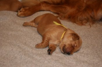 puppy sleeping