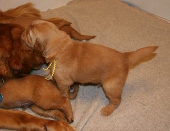 puppy at 3 weeks