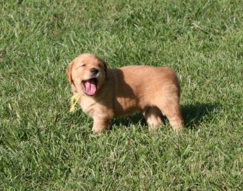 4-week old puppy barking