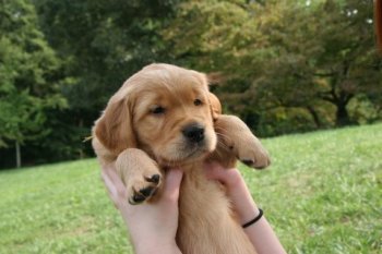 puppy at 5 weeks