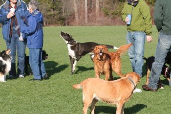 Barley in a crowd at the Boston Marathon