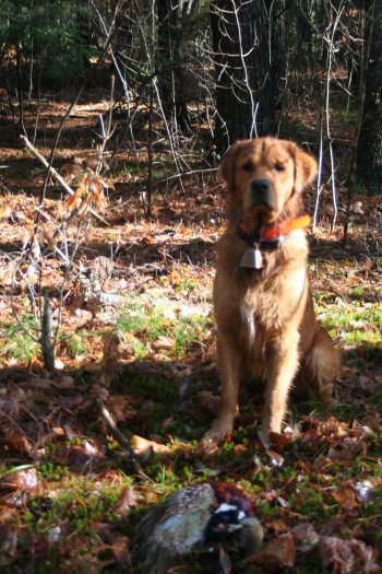 dog with pheasant