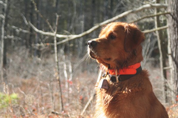 Barley looking noble