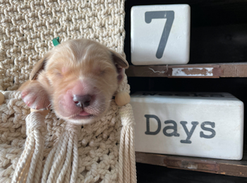 puppy