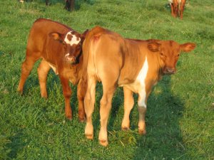 Two 2004 Heifers