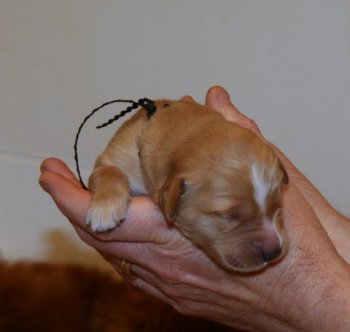 week old puppy