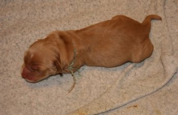 12-hour old puppy