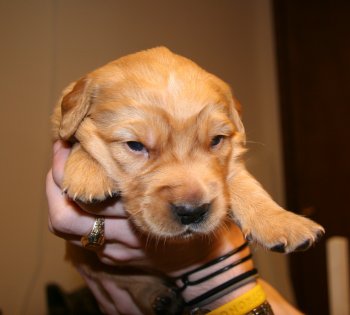 puppy with eyes