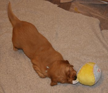 puppy with toy