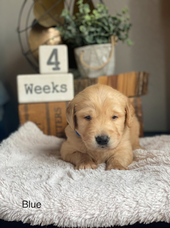 puppy at 4 weeks