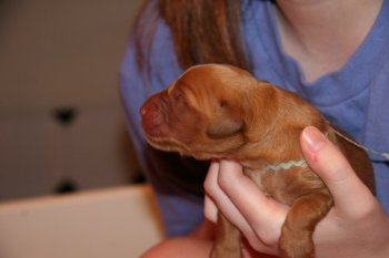 Blueberry boy puppy