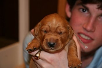 puppy at 11 days with open eyes