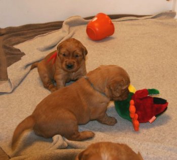 puppy playing with toy duck