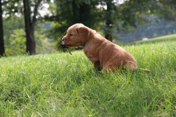 puppy in the grass