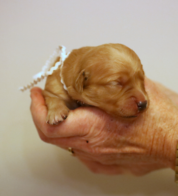 puppy at 1 week