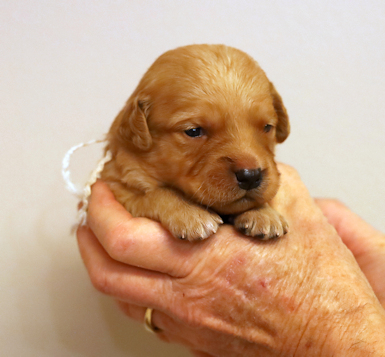 puppy at 2 weeks