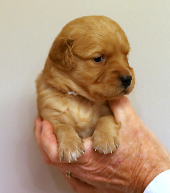 puppy at 3 weeks